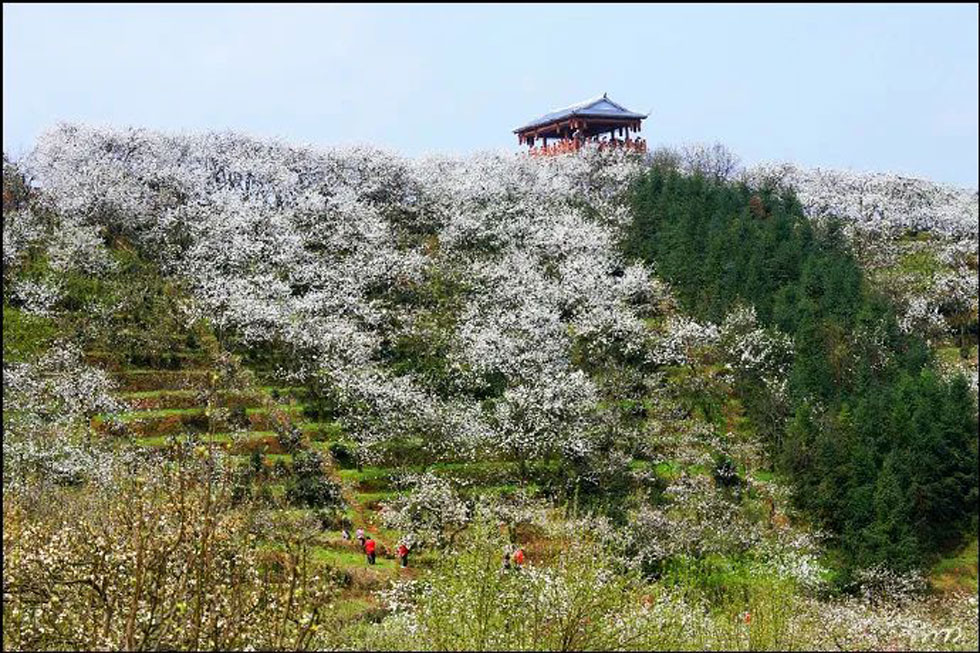 【春天,广西桂林灌阳县向您发出邀请!】我们在灌阳看梨花 - 游山玩水 - 湛江生活社区 - 湛江28生活网 zhanjiang.28life.com
