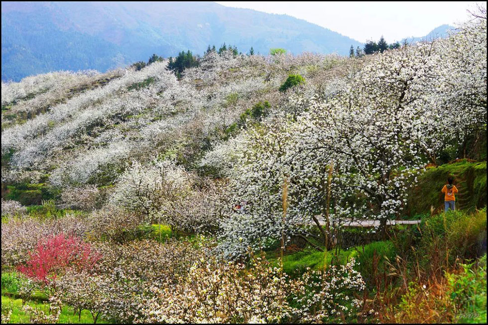 【春天,广西桂林灌阳县向您发出邀请!】我们在灌阳看梨花 - 游山玩水 - 湛江生活社区 - 湛江28生活网 zhanjiang.28life.com