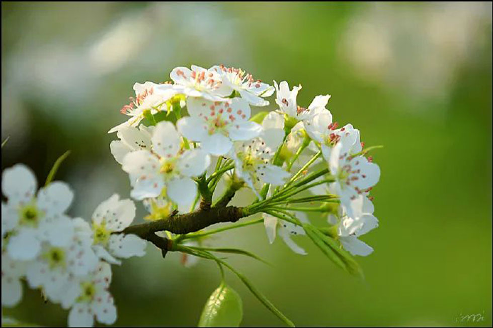 【春天,广西桂林灌阳县向您发出邀请!】我们在灌阳看梨花 - 游山玩水 - 湛江生活社区 - 湛江28生活网 zhanjiang.28life.com