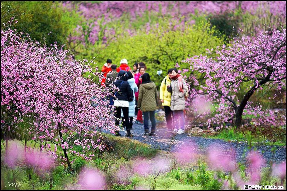 【春天,广西桂林灌阳县向您发出邀请!】官庄村有个醉美的桃花园 - 游山玩水 - 湛江生活社区 - 湛江28生活网 zhanjiang.28life.com