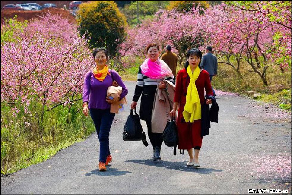 【春天,广西桂林灌阳县向您发出邀请!】官庄村有个醉美的桃花园 - 游山玩水 - 湛江生活社区 - 湛江28生活网 zhanjiang.28life.com