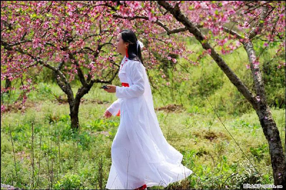 【春天,广西桂林灌阳县向您发出邀请!】官庄村有个醉美的桃花园 - 游山玩水 - 湛江生活社区 - 湛江28生活网 zhanjiang.28life.com