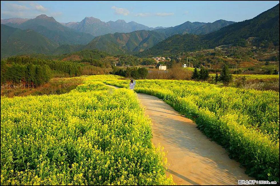 【春天,广西桂林灌阳县向您发出邀请!】长坪村油菜盛情花开 - 游山玩水 - 湛江生活社区 - 湛江28生活网 zhanjiang.28life.com