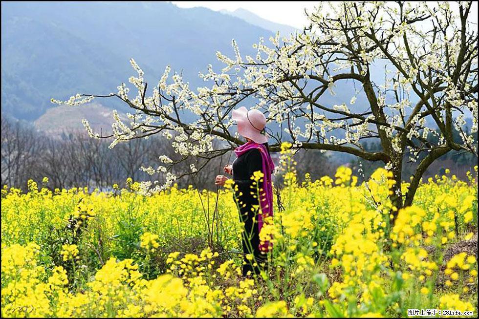 【春天,广西桂林灌阳县向您发出邀请!】长坪村油菜盛情花开 - 游山玩水 - 湛江生活社区 - 湛江28生活网 zhanjiang.28life.com