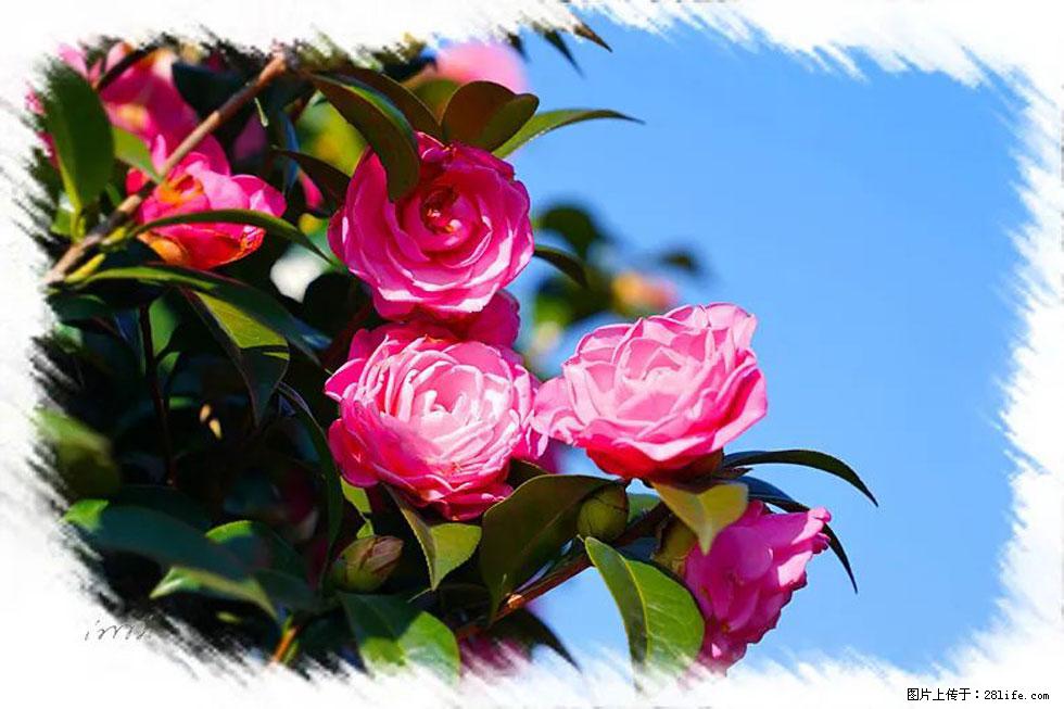 【春天,广西桂林灌阳县向您发出邀请!】杨柳井茶花惹人爱 - 游山玩水 - 湛江生活社区 - 湛江28生活网 zhanjiang.28life.com