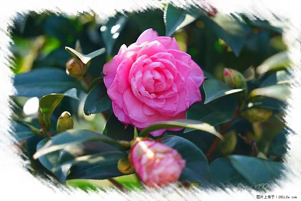 【春天,广西桂林灌阳县向您发出邀请!】杨柳井茶花惹人爱 - 游山玩水 - 湛江生活社区 - 湛江28生活网 zhanjiang.28life.com