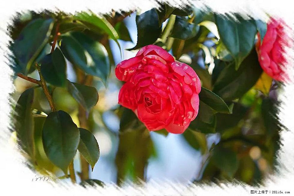 【春天,广西桂林灌阳县向您发出邀请!】杨柳井茶花惹人爱 - 游山玩水 - 湛江生活社区 - 湛江28生活网 zhanjiang.28life.com