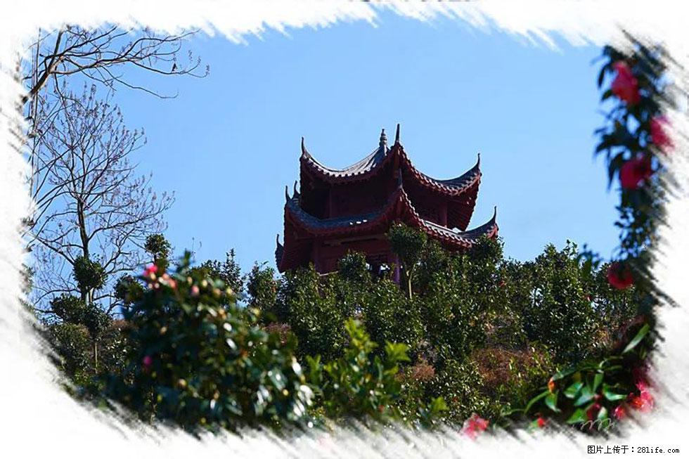 【春天,广西桂林灌阳县向您发出邀请!】杨柳井茶花惹人爱 - 游山玩水 - 湛江生活社区 - 湛江28生活网 zhanjiang.28life.com