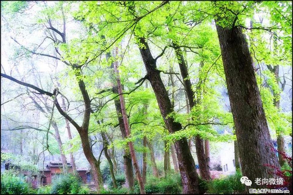 【春天,广西桂林灌阳县向您发出邀请!】在小龙村与春天约会 - 游山玩水 - 湛江生活社区 - 湛江28生活网 zhanjiang.28life.com