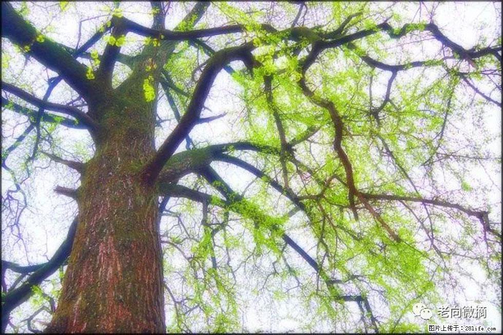 【春天,广西桂林灌阳县向您发出邀请!】在小龙村与春天约会 - 游山玩水 - 湛江生活社区 - 湛江28生活网 zhanjiang.28life.com