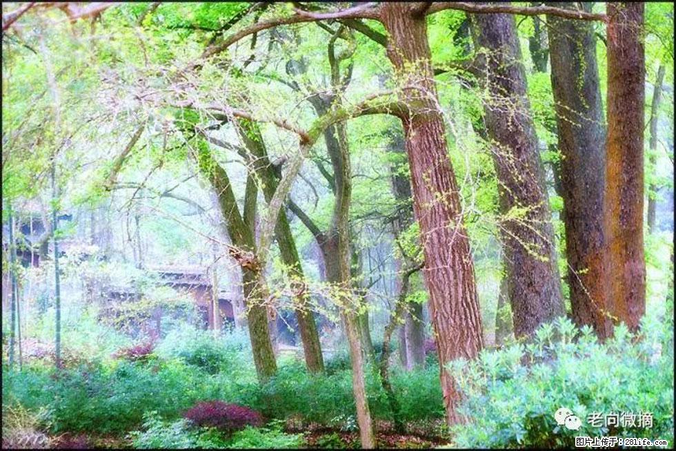 【春天,广西桂林灌阳县向您发出邀请!】在小龙村与春天约会 - 游山玩水 - 湛江生活社区 - 湛江28生活网 zhanjiang.28life.com