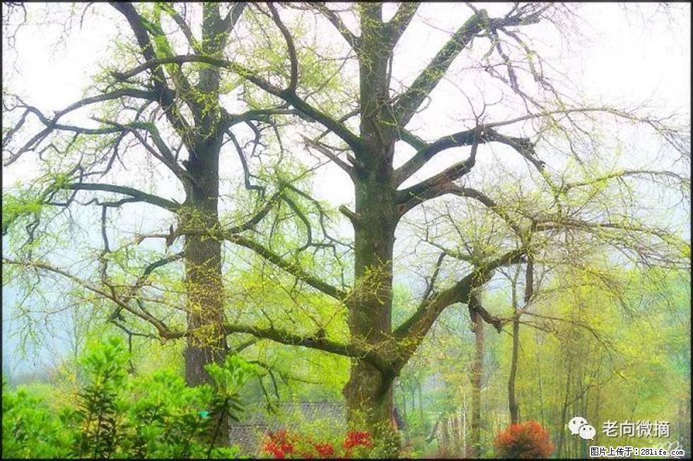 【春天,广西桂林灌阳县向您发出邀请!】在小龙村与春天约会 - 游山玩水 - 湛江生活社区 - 湛江28生活网 zhanjiang.28life.com