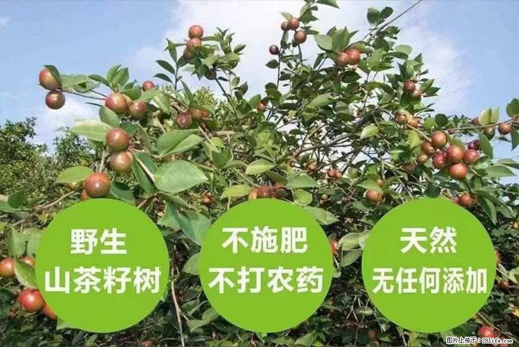 【灌阳县油茶产业示范区】一个有着充实的精神生活的人,对待身外之物自会有一种淡泊的态度 - 土特产 - 饮食特产 - 湛江分类信息 - 湛江28生活网 zhanjiang.28life.com