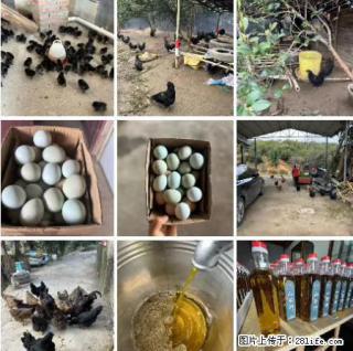 油茶园从小鸡仔开始养起的纯土鸡、土鸡蛋可以预定啦!还有前几天刚榨的纯山茶油哦 - 湛江28生活网 zhanjiang.28life.com