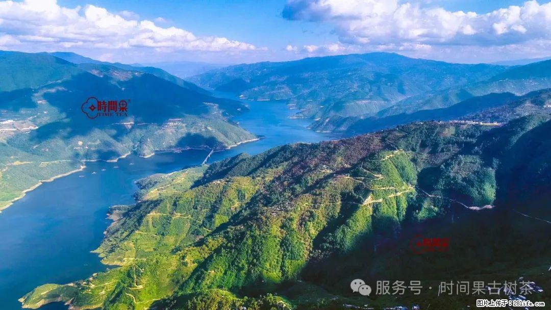 时间果百年古树龙珠普洱生茶 - 购物交流 - 湛江生活社区 - 湛江28生活网 zhanjiang.28life.com