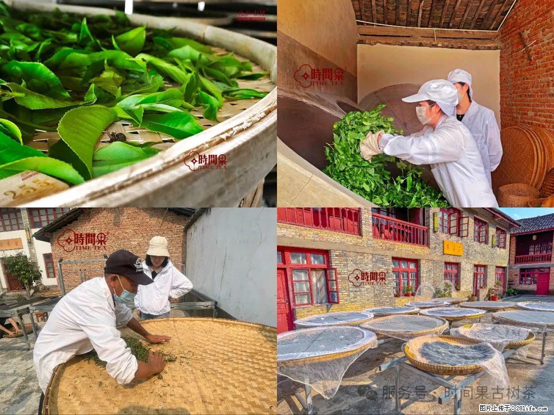 时间果百年古树龙珠普洱生茶 - 购物交流 - 湛江生活社区 - 湛江28生活网 zhanjiang.28life.com