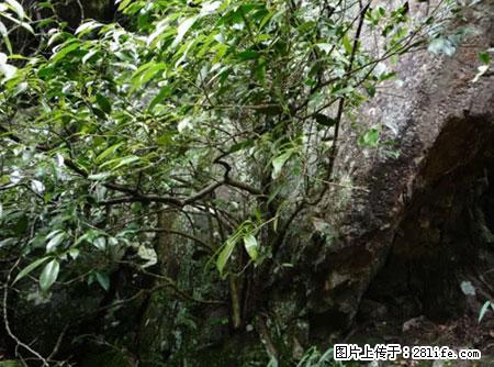 平乐石崖茶,珍贵仅次于金花茶 - 湛江生活资讯 - 湛江28生活网 zhanjiang.28life.com