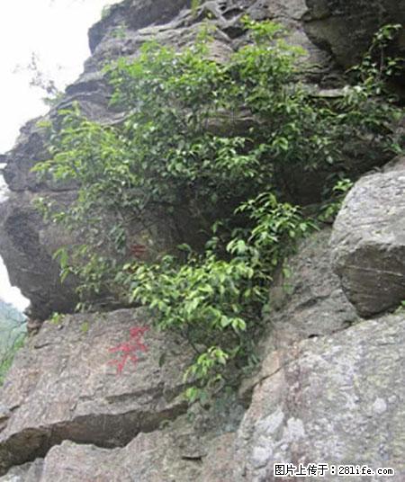 平乐石崖茶,珍贵仅次于金花茶 - 湛江生活资讯 - 湛江28生活网 zhanjiang.28life.com