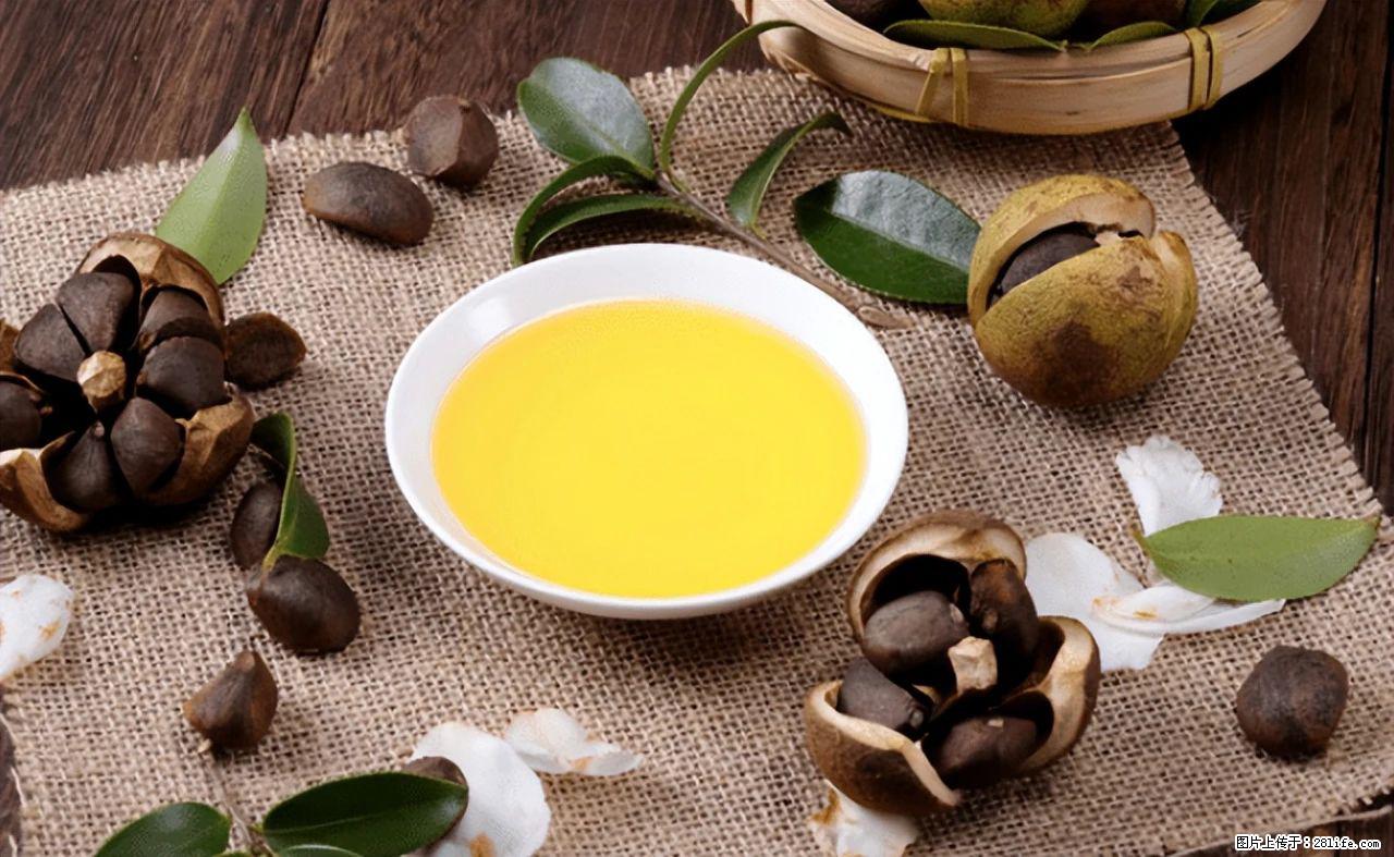 揭秘茶油的5大核心营养成分！被称为人体健康的“守护盾”！ - 湛江生活资讯 - 湛江28生活网 zhanjiang.28life.com