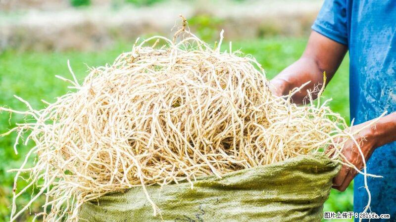 堪称“最难吃”的蔬菜，却是 “抗辐射神器”，还能护肺、清热、止咳化痰！ - 湛江生活资讯 - 湛江28生活网 zhanjiang.28life.com